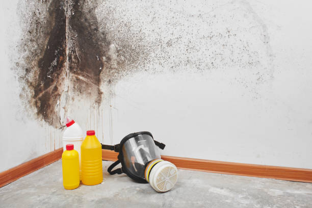 Best Local Mold Removal Service  in California, PA