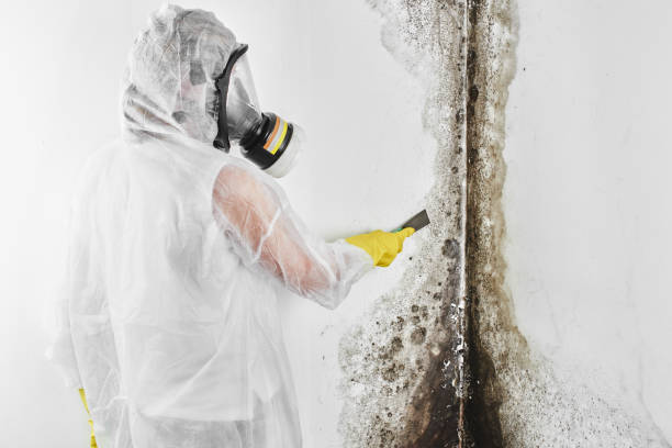Best Toxic Mold Removal  in California, PA