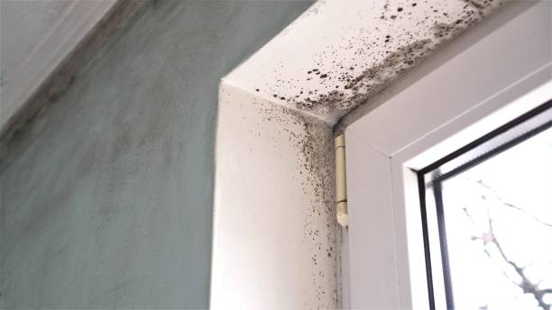 Best Best Mold Removal Companies  in California, PA