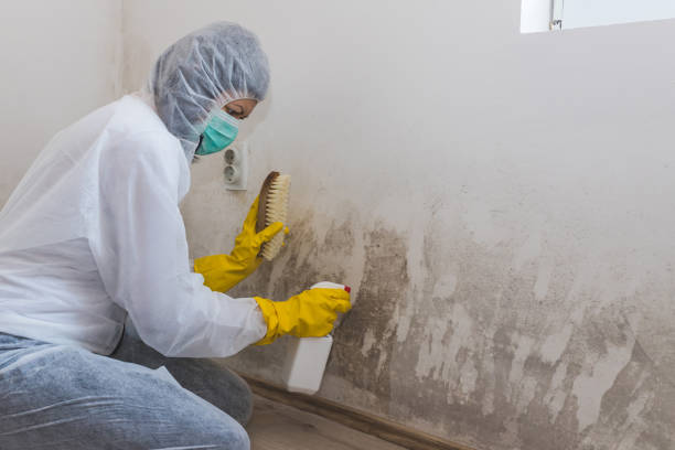 Professional Mold Removal in California, PA