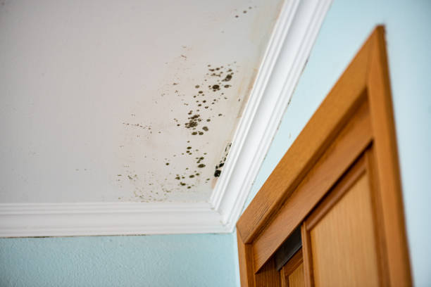 Mold Removal and Inspection in California, PA