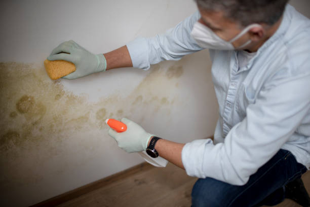 Best Fast Mold Removal  in California, PA