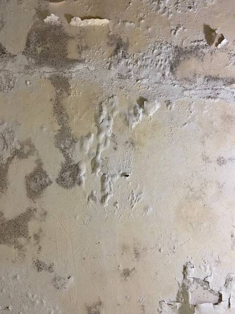  California, PA Mold Removal Pros