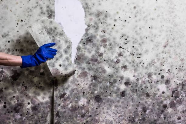 Best Affordable Mold Removal  in California, PA